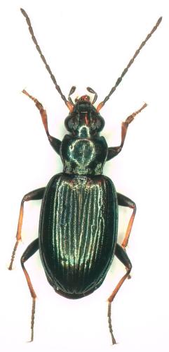 Bembidion tibiale